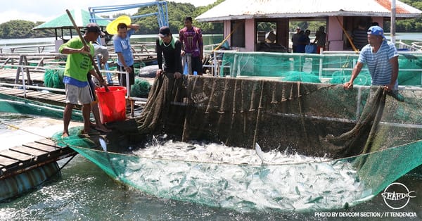 Pilipinas, Hindi na Kailangang Mag-angkat ng Isda Ayon Kay Marcos